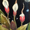 Costus
